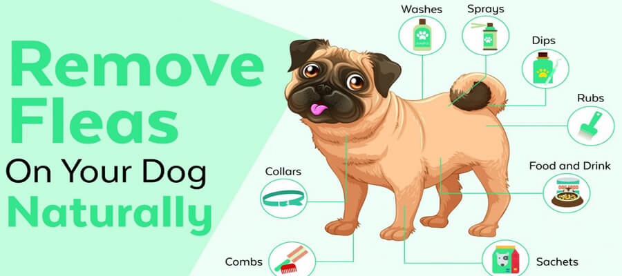 Natural Flea and Tick Prevention: Safe, Chemical-Free Tips for Dogs